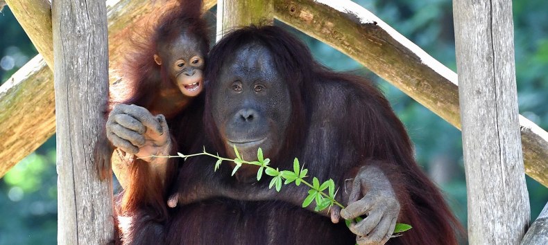 Orang-Utan-Tag im Zoo Rostock. // © Zoo Rostock/ Kloock Orang-Utan-Tag im Zoo Rostock. // © Zoo Rostock/ Kloock