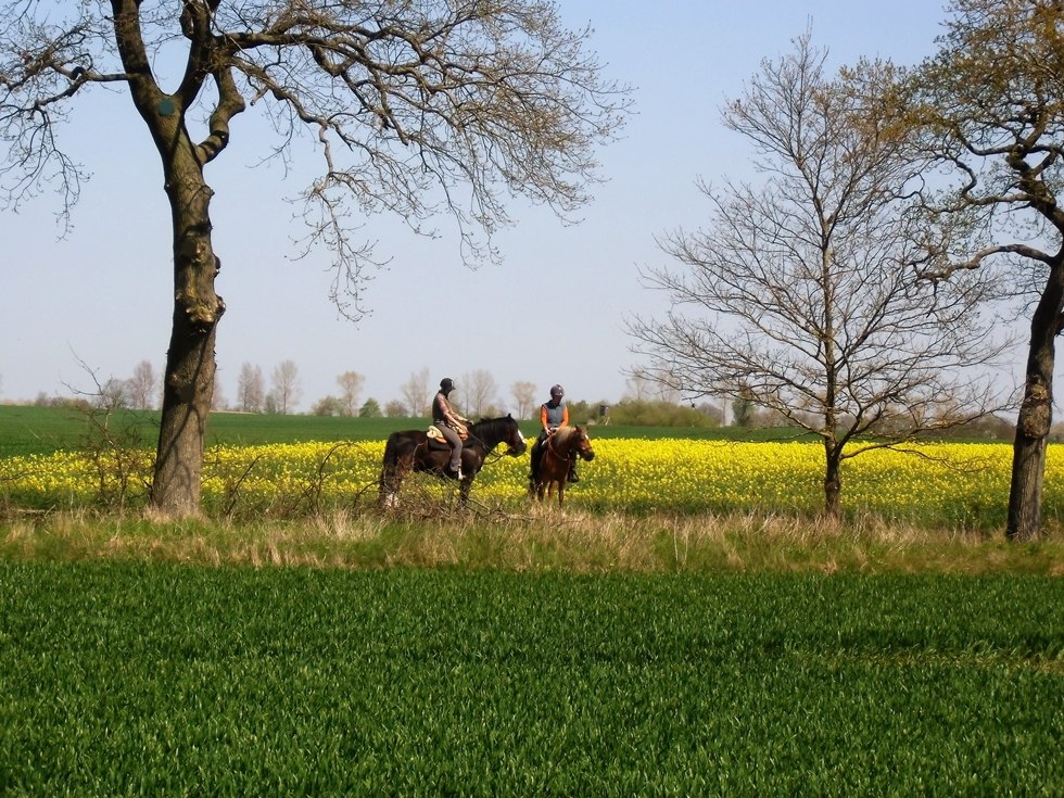 Experience relaxed horseback rides with Reiterhof Reinecke // &copy; Elisabeth Reinecke