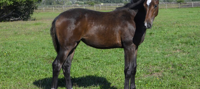 Wycieczka po stadninie koni Amber Rider, &copy; DE