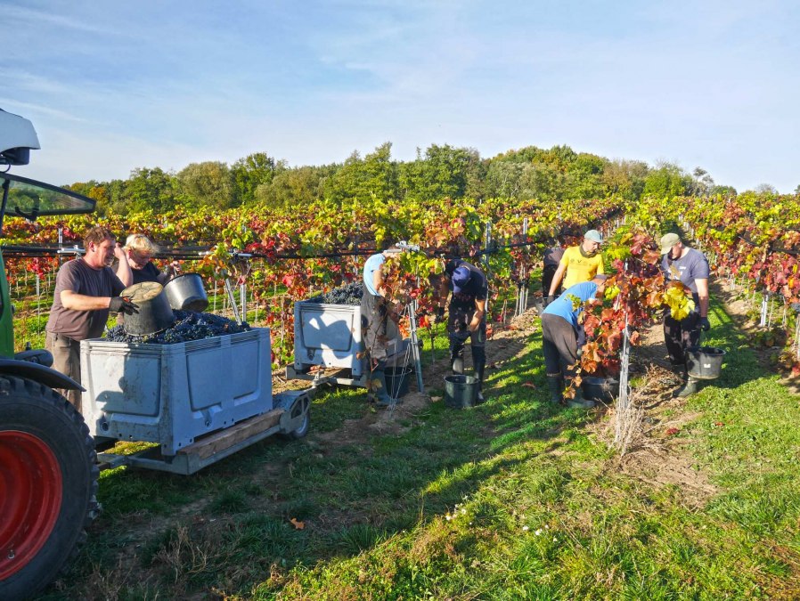 Rattey Castle Winery, © Weingut Schloss Rattey | Inselmühle Usedom GmbH