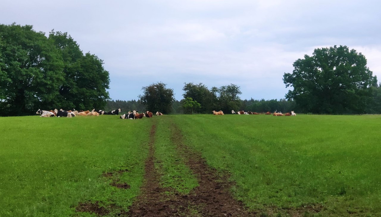 Pasące się bydło relaksujące się wśr&oacute;d zieleni., &copy; A. Rossnagel