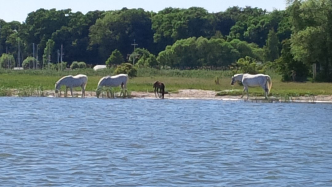 Romantische scène op de rivier de Peene. Een onvergetelijk moment tussen lucht, water en paardenDe rivier de Peene glinstert dromerig in het felle zonlicht, terwijl een lichte wind de zeilen van het jacht zachtjes laat wapperen.  Het weer kon niet mooier zijn - elke zonnestraal kietelt de huid en maakt het hart inniger, terwijl een kudde paarden direct op de vlakke, groene oever graast. Hun manen glinsteren in het licht en zo nu en dan zwaait er eentje nieuwsgierig met zijn hoofd, zijn neusgaten naar het water gericht. Ze lijken bijna dichtbij genoeg om aan te raken - vanaf de jacht zou je denken dat je de zijdeachtige ruggen van de dieren met een uitgestrekte arm zou kunnen aanraken, en het weelderige groen van het gras vormt een prachtig contrast met het heldere blauw van de lucht en de kalme rivier. De paarden grazen vredig, dicht bij elkaar, sommige draven speels langs de oever. Hun zachte gesnuif en het zachte ruisen van de stengels vermengt zich met het kabbelen van de golven - een symfonie van de natuur die dit moment onvergetelijk maakt.Er hangt een vleugje romantiek over het landschap: de band tussen de dieren, hun vrijheid tussen de lucht en het water, het gevoel deel uit te maken van deze schoonheid. Het is een van die zeldzame momenten waarop de tijd lijkt stil te staan en de wereld gewoonweg perfect is., © byc