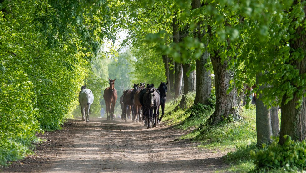 Stado koni wzdłuż alei za dworem // © Susan Marlen Fotografie Stado koni wzdłuż alei za dworem // © Susan Marlen Fotografie