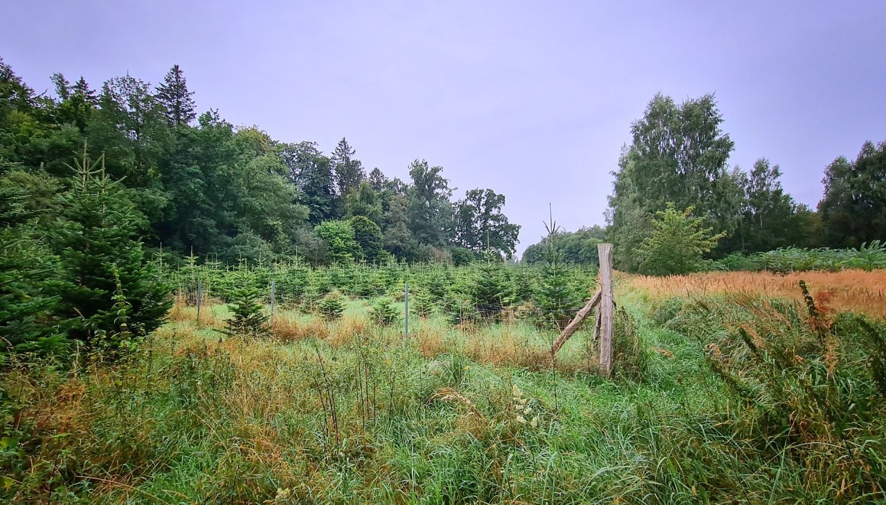 Climate forest Sehlen, © Landesforst MV