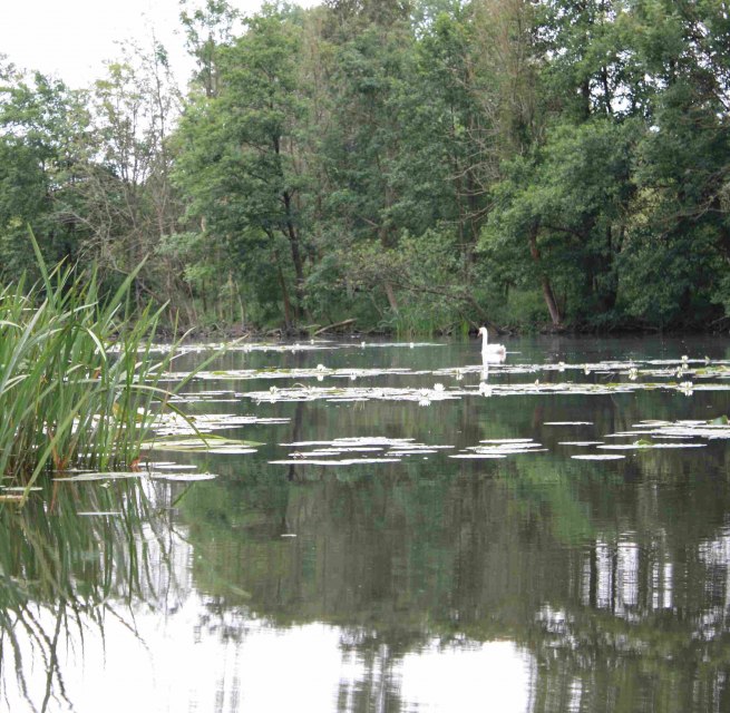 In de veengebieden bij Malchin, © Marin-Ziegler