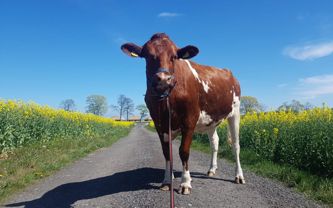 Cow, © Peeneland Agrar GmbH
