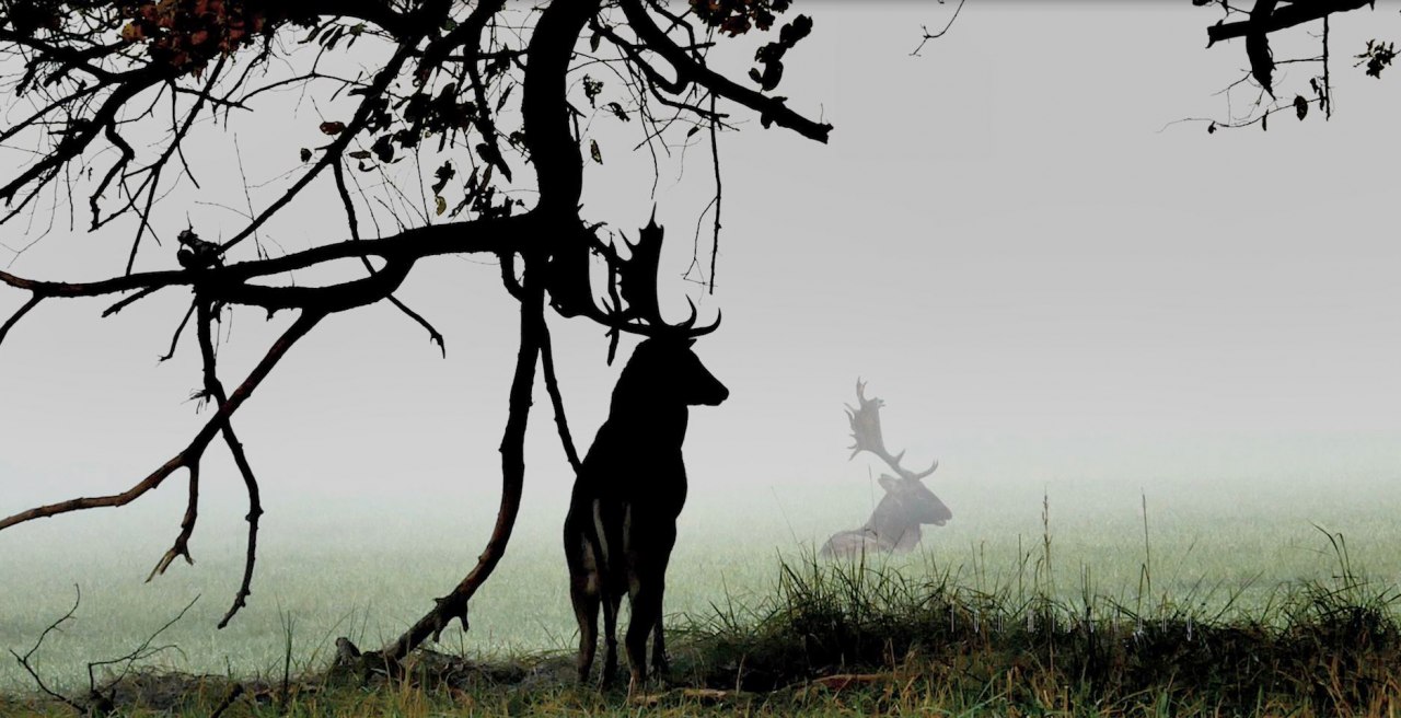 Damherten, &copy; M. Paasch