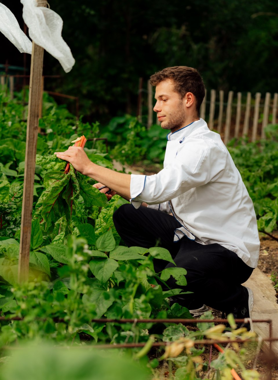 Chef Thomas Köpke is kneeling in the vegetable garden, harvesting Swiss chard with scissors and gathering the leaves in his hand. // Chef Thomas Köpke is kneeling in the garden bed, cutting fresh Swiss chard stems—local ingredients, clean flavors, Ludorf Manor // © MV-T/Petermann Chef Thomas Köpke is kneeling in the vegetable garden, harvesting Swiss chard with scissors and gathering the leaves in his hand.