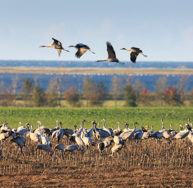 In overwhelming numbers cranes populate field and sky over Fischland-Darß-Zingst // © MV-T/Growe-Lodzig In overwhelming numbers cranes populate field and sky over Fischland-Darß-Zingst // © MV-T/Growe-Lodzig