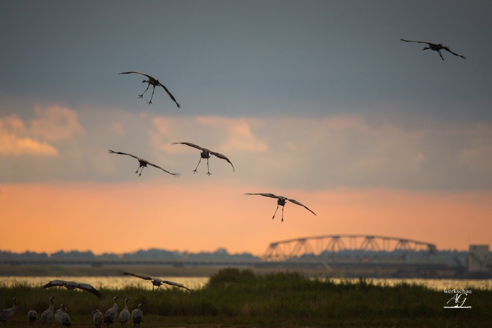 Landing approach of the cranes on the Kirr, © Arndt Gläser
