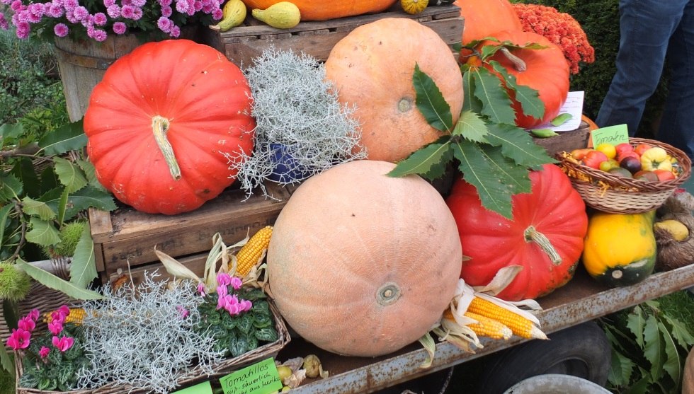 Dynie w wielu kształtach i kolorach // &copy; Martin Hagemann