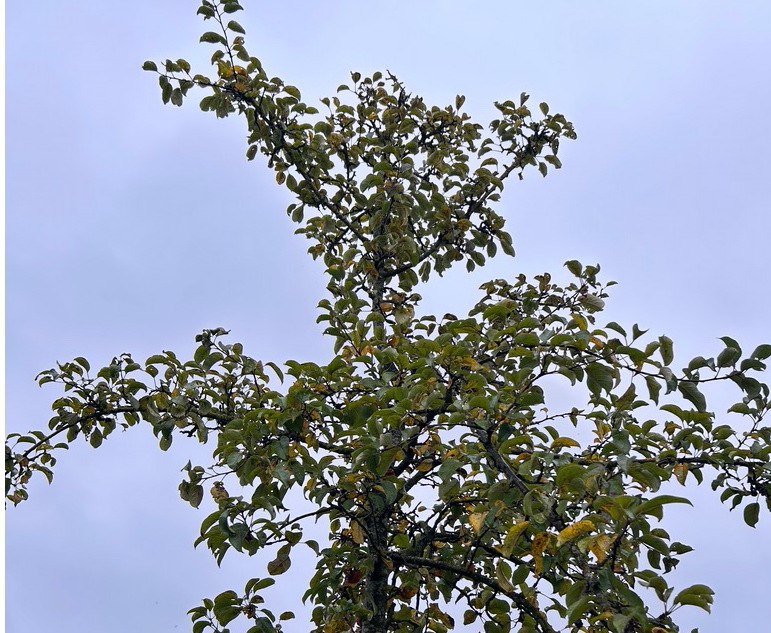 Appelboom, &copy; D. Heppner