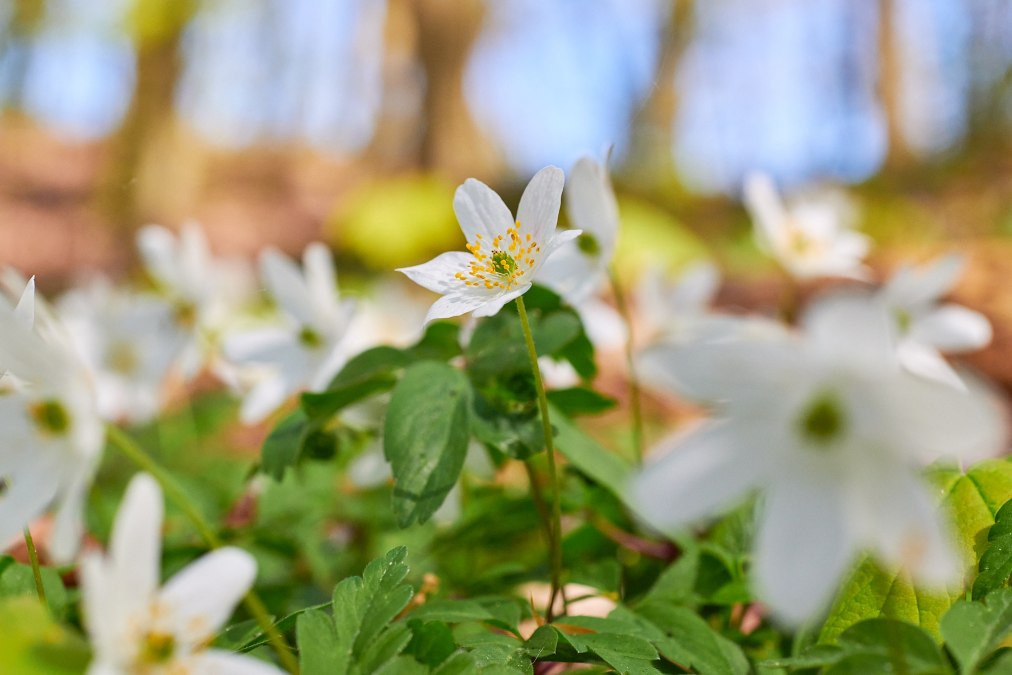 20230508-Granitz-39-Foto-Burwitz-Pocha, © KV Sellin 20230508-Granitz-39-Foto-Burwitz-Pocha, © KV Sellin