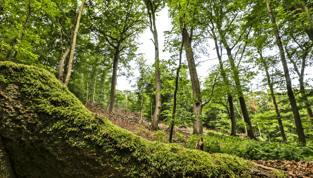 Uzdrowisko i leczniczy las Heringsdorf, &copy; TMV/Gohlke