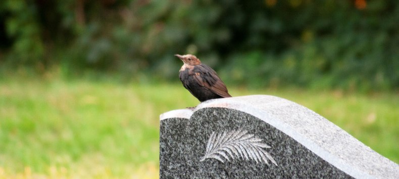 Blackbird at the Damshagen cemetery // &copy; F&ouml;rderkreis Kirche Damshagen/Sabrina Lampe