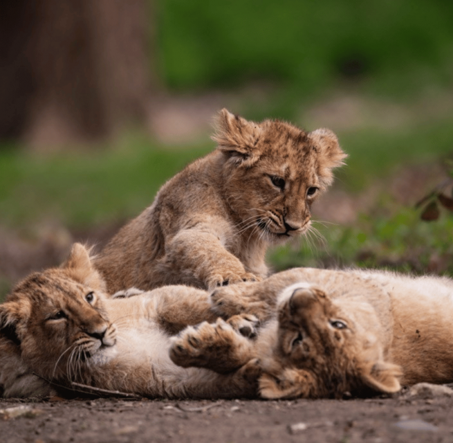 State Zoo Day at Schwerin Zoo // © Zoo Schwerin State Zoo Day at Schwerin Zoo // © Zoo Schwerin