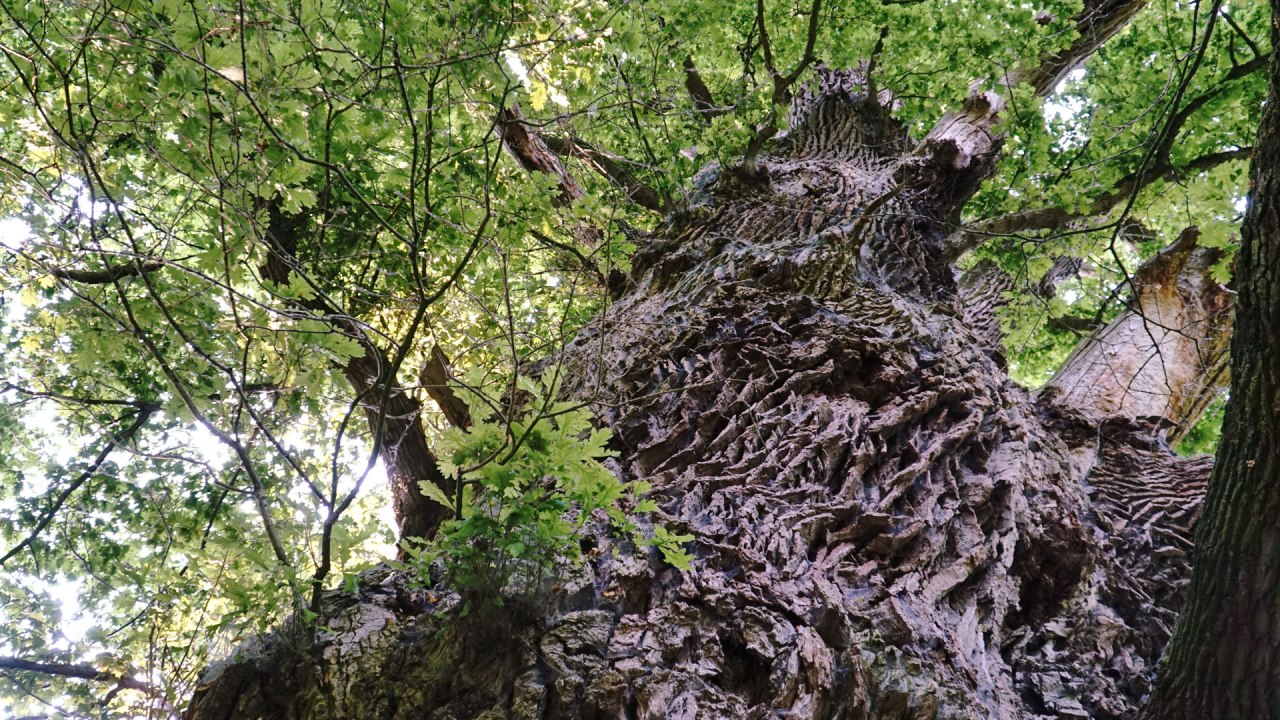 die-tausendjährige, © Rainer Städing die-tausendjährige, © Rainer Städing
