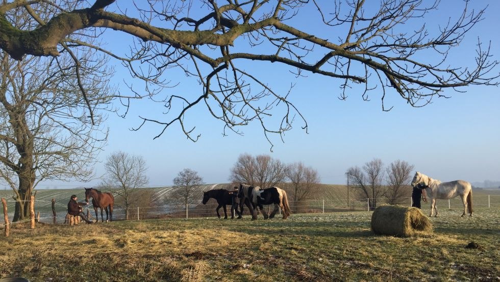 Końskie życie w Nussbaumhof // © Nussbaumhof Końskie życie w Nussbaumhof // © Nussbaumhof