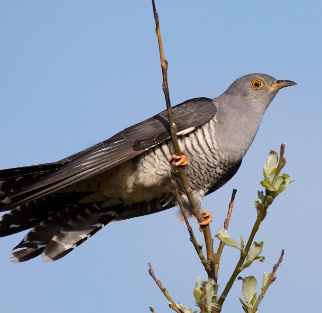Kuckuck // © Chris Romeiks, Wikipedia Kuckuck // © Chris Romeiks, Wikipedia