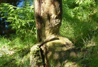 angenagter Baum am Radebach // © Naturpark Sternberger Seenland angenagter Baum am Radebach // © Naturpark Sternberger Seenland