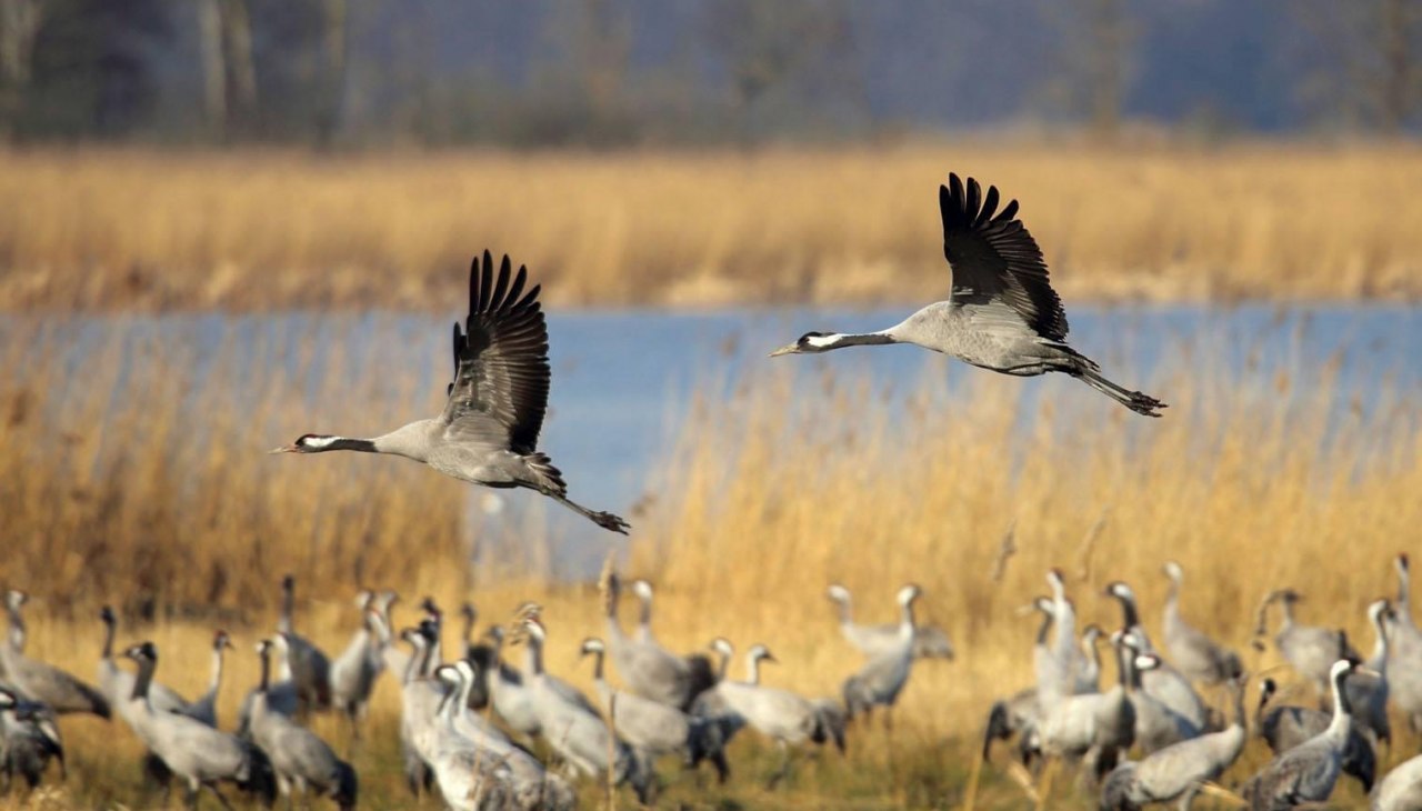 Wycieczka po Bodden z firmą spedycyjną Zingst, &copy; S&uuml;dliche Boddenk&uuml;ste
