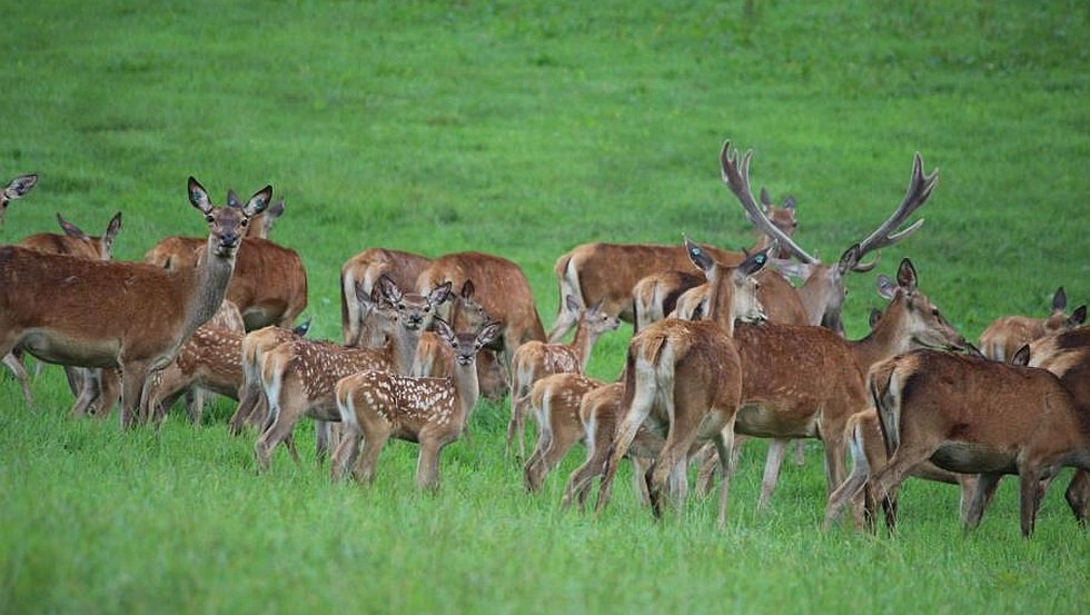 A walk to the herd of red deer with their calves is worthwhile., © SaBö-Hof A walk to the herd of red deer with their calves is worthwhile., © SaBö-Hof