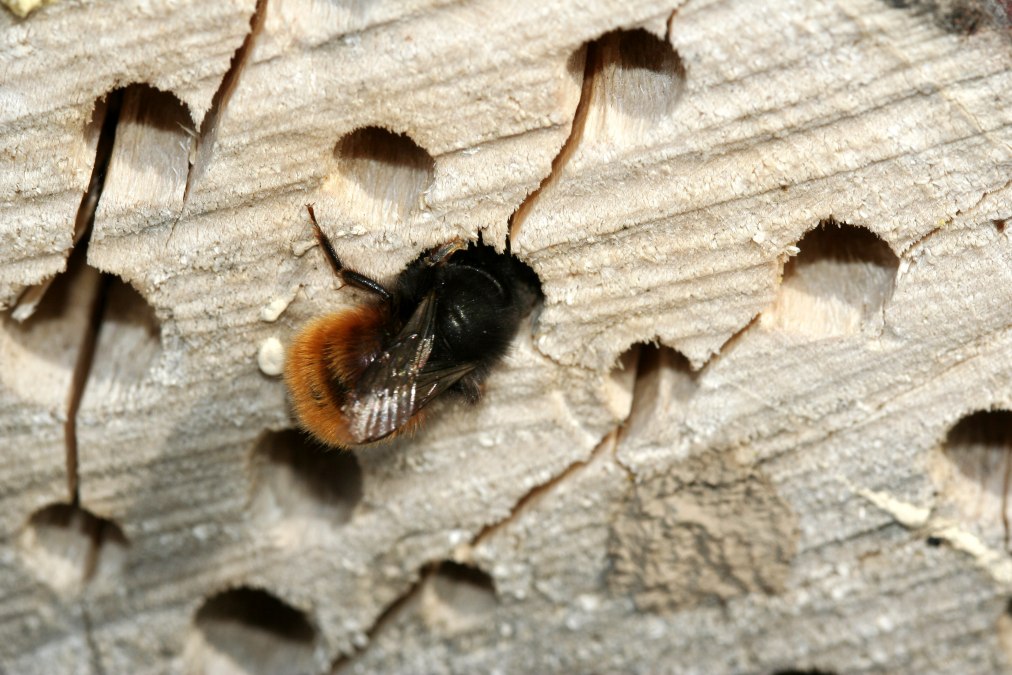 Horned mason bee, © NABU/Helge May