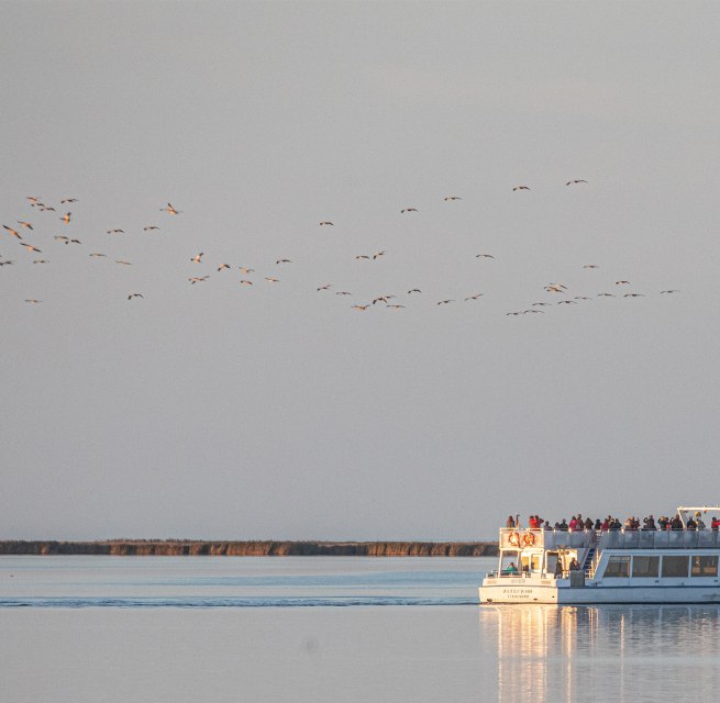 Beobachten Sie das faszinierende Naturschauspiel der majestätischen Kraniche bei einer Schiffstour ab Stralsund durch den Nationalpark Vorpommersche Boddenlandschaft zum Schlafplatz der Kraniche Nähe „Pramort“. // © Weiße Flotte GmbH Beobachten Sie das faszinierende Naturschauspiel der majestätischen Kraniche bei einer Schiffstour ab Stralsund durch den Nationalpark Vorpommersche Boddenlandschaft zum Schlafplatz der Kraniche Nähe „Pramort“. // © Weiße Flotte GmbH
