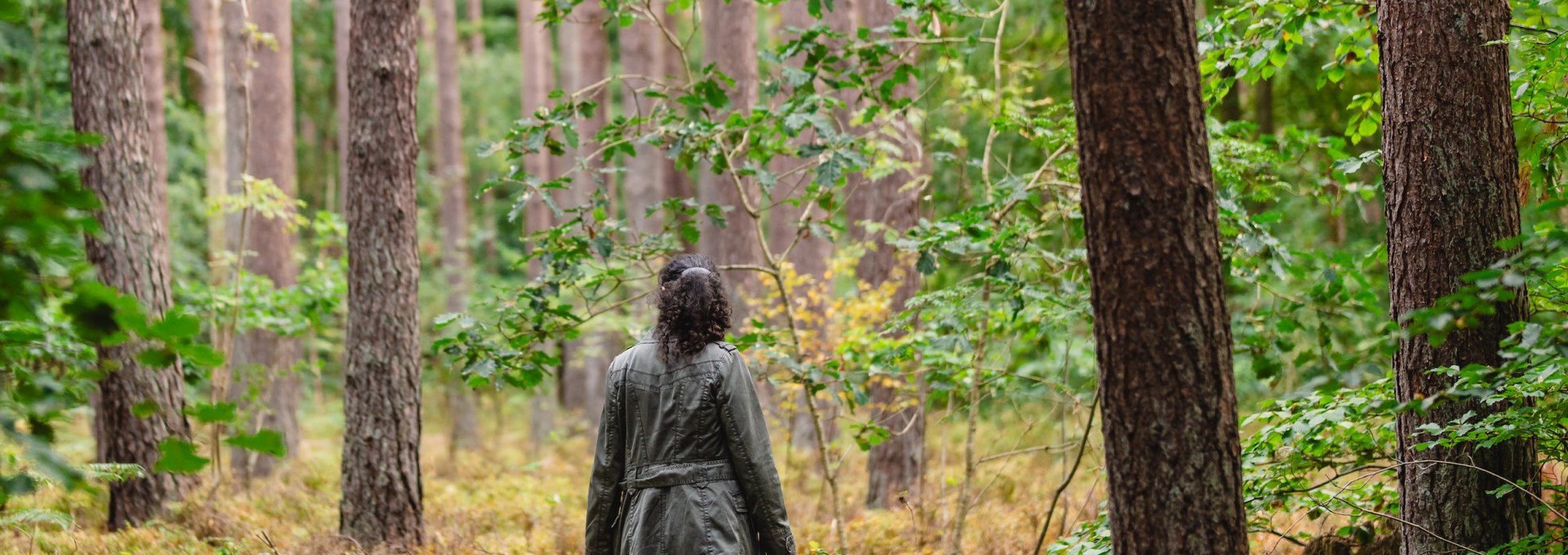 Tussen de gigantische pijnbomen in de uitgestrekte bos- en heidegebieden rond de Baltische badplaats Graal-Müritz lijkt de mens heel klein. De natuur kan zich hier ontplooien - en de wilde kruiden groeien er prachtig., © TMV/Gross