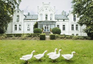 Geese in the park of Kaeselow Castle // &copy; vollvincent