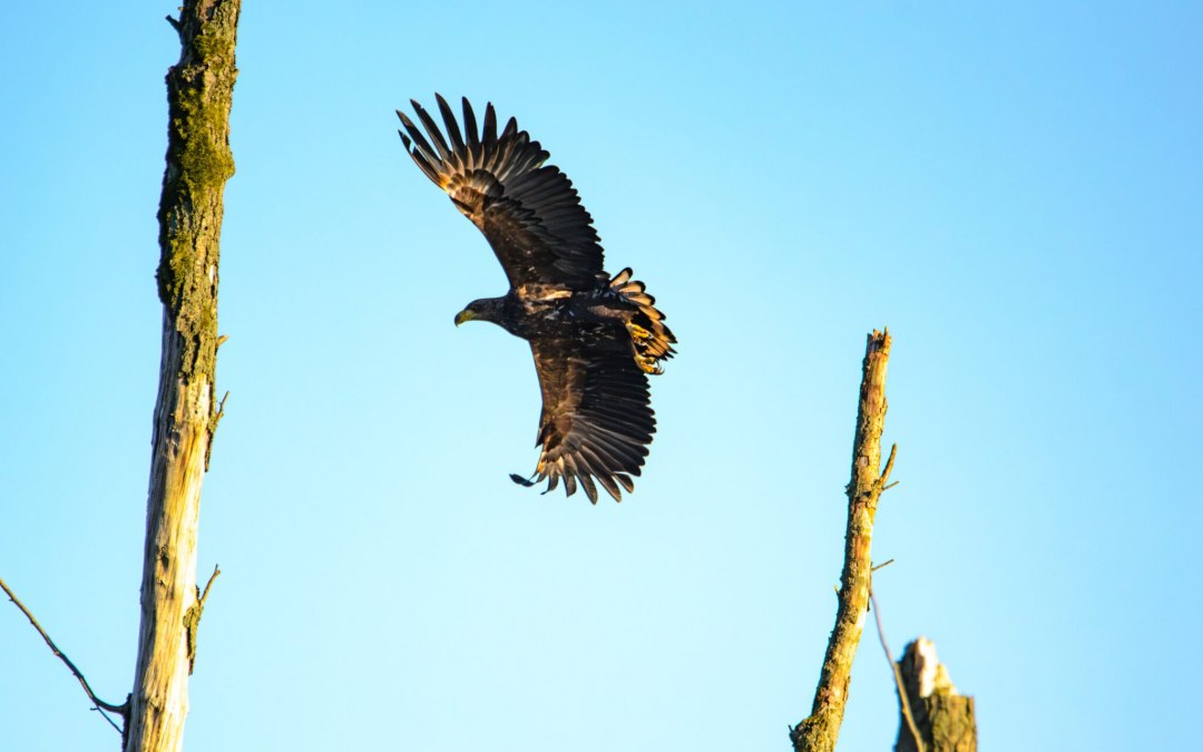Zeearend, © Gemeinde Ostseebad Glowe