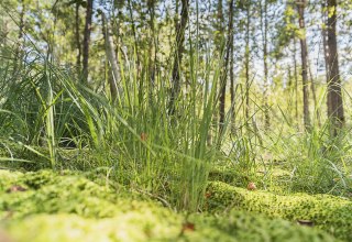 © André Pristaff / Tourismus- und Kur GmbH Graal-Müritz