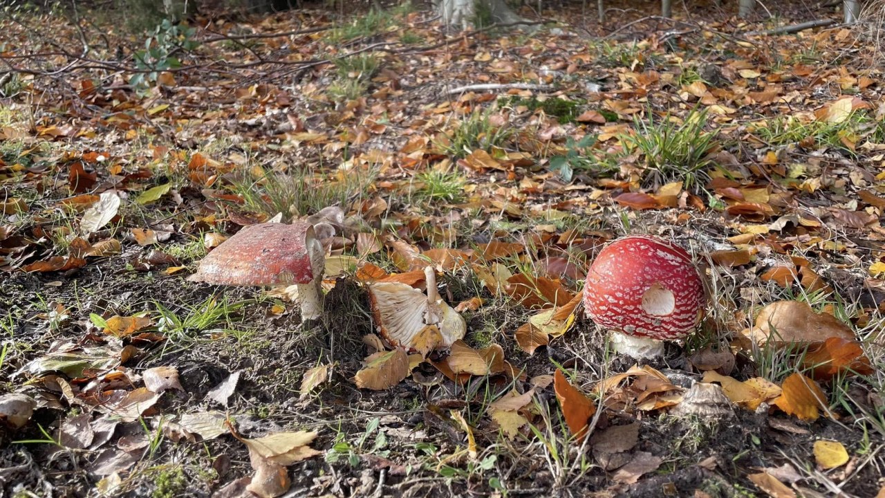 &copy; TZ S&uuml;dliche Boddenk&uuml;ste