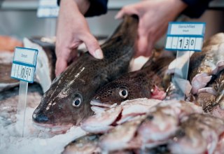 Fresh cod in the sales counter // &copy; MYFISH-ostsee, &copy; Sebastian Dorbrietz/ WFG Vorpommern