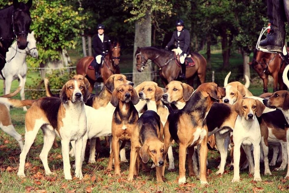 pack-dogs, © Mecklenburger Meute
