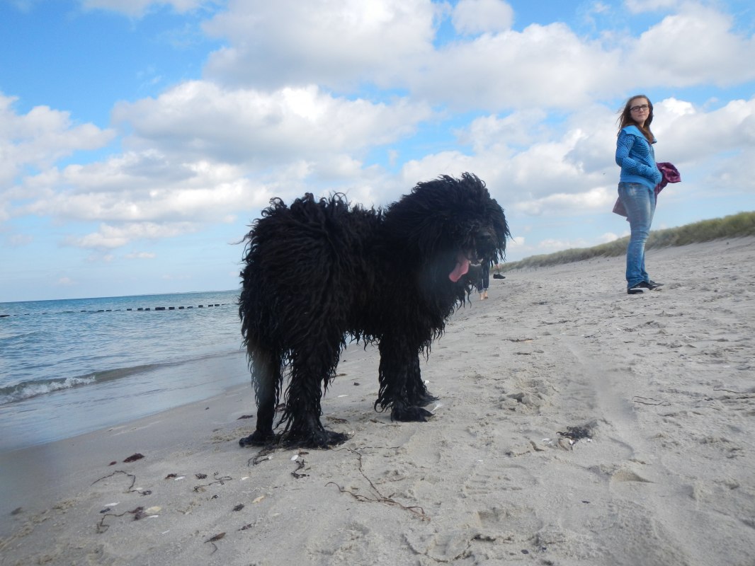 Dog on the beach in Dierhagen // &copy; Raimund Jennert