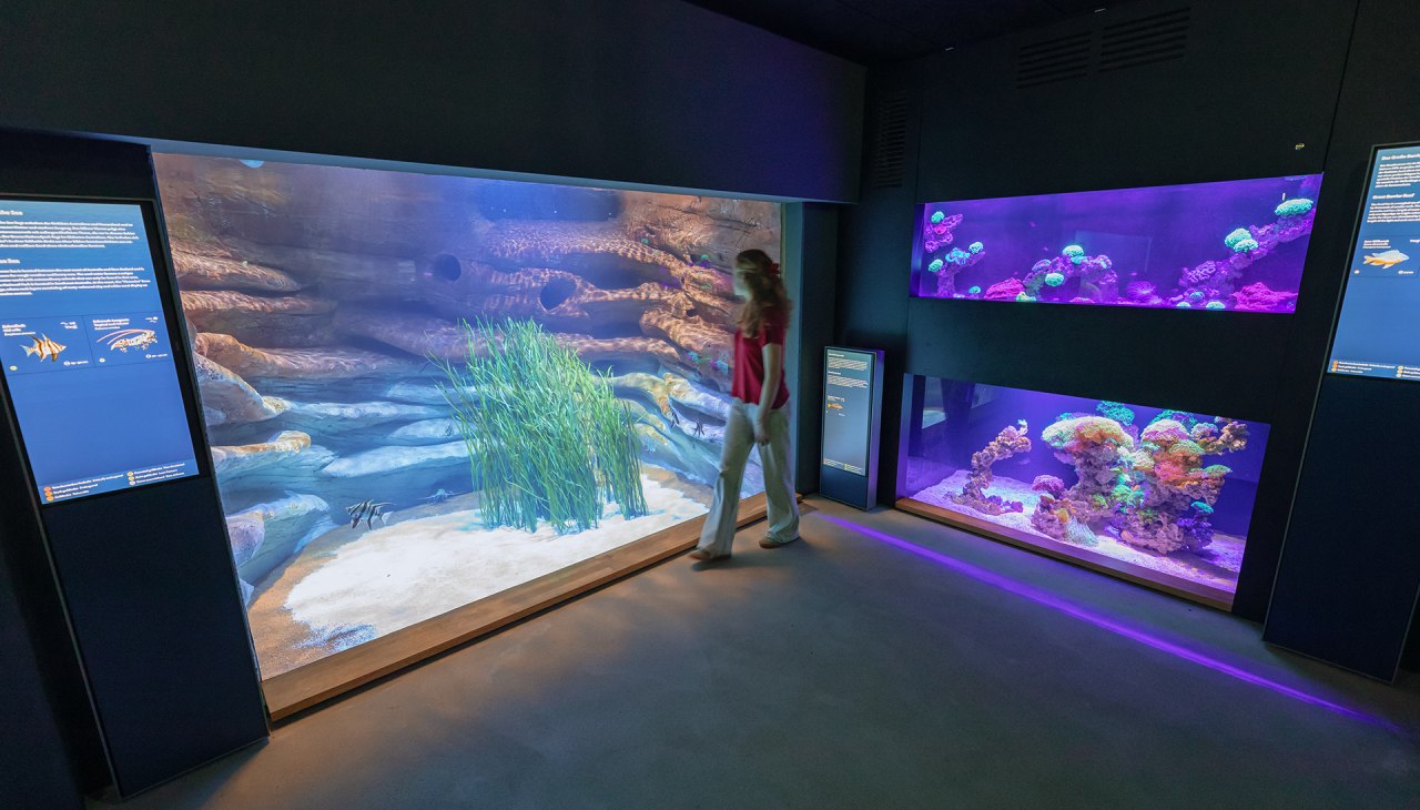 The modernized aquarium tour in the MEERESMUSEUM shows, among other things, the Great Barrier Reef and Tasman Sea habitats., © Anke Neumeister/Deutsches Meeresmuseum