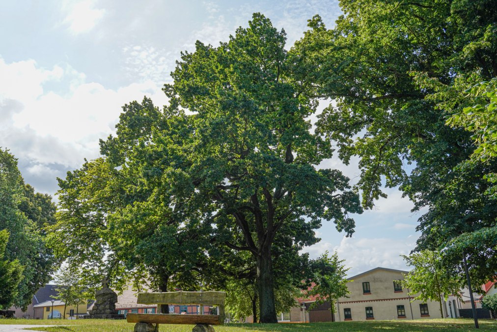 friedenseiche-st-bartholomaeus-kirche-damgarten-2025-RDG-1, © Bernsteinstadt Ribnitz-Damgarten