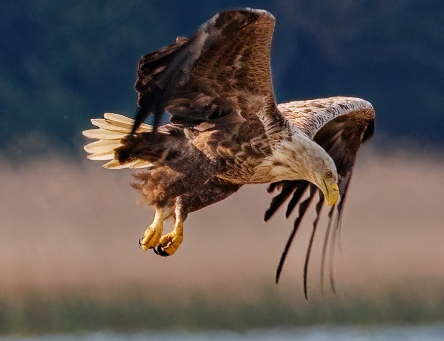 Zeearend nadert, © Kevin Hempel