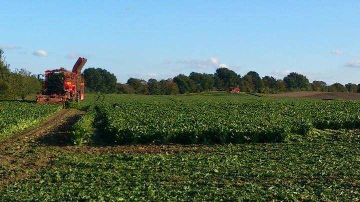 The harvest in the fields of Jens Albrecht GbR, &copy; Albrecht GbR