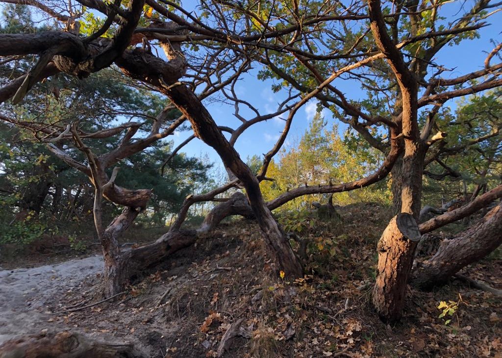 strandaufgang-16_dierhagen, © Kurverwaltung Dierhagen