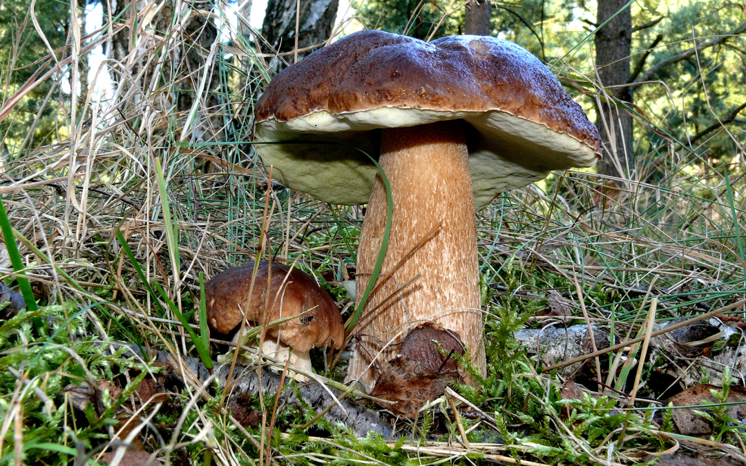 Porcini paddenstoel in het bos, © Udo Hopp