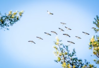 Cranes in flight // © André Pristaff Cranes in flight // © André Pristaff