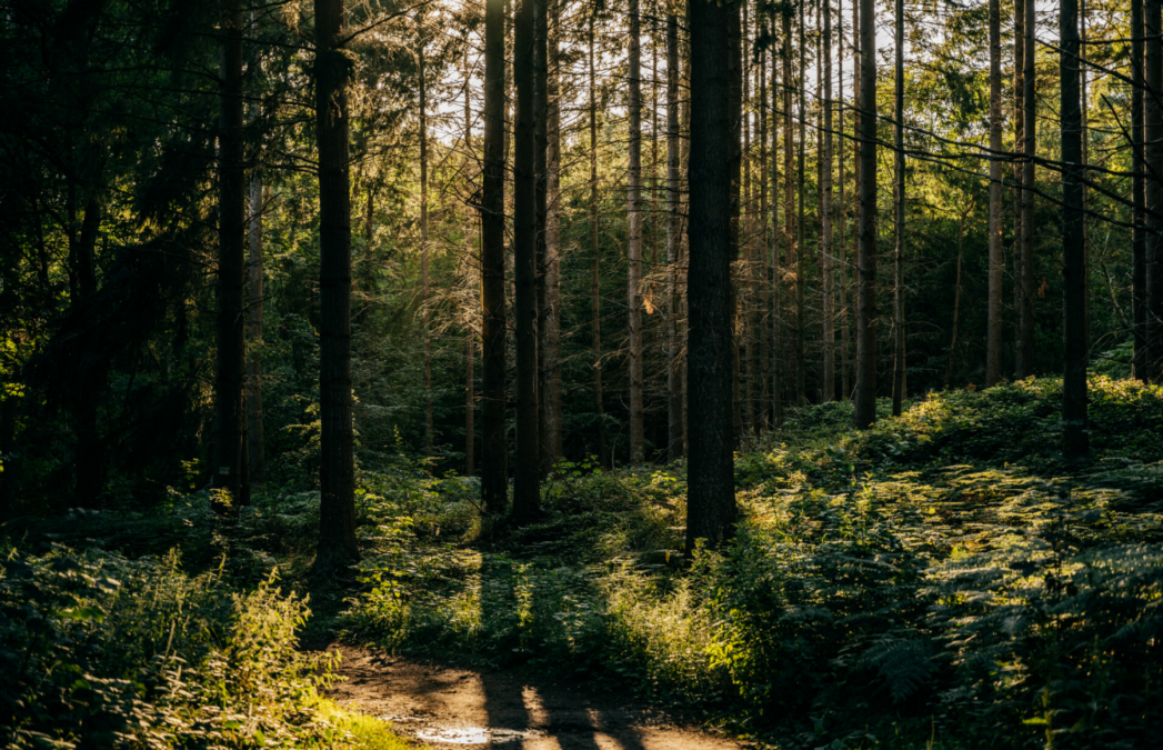 Geocaching - poszukiwanie skarbów w lesie, © Binzer Bucht Tourismus