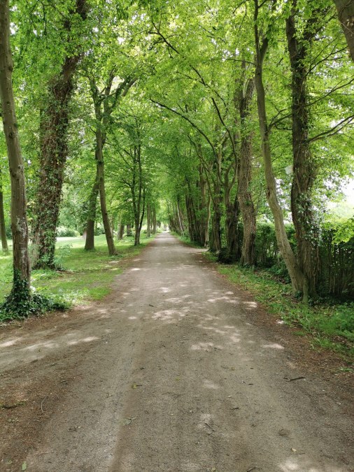 Avenue in the Teschow estate park, © E-Bike MV