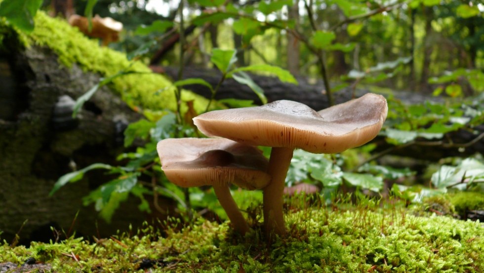 Mushrooms, the secret rulers of the forest, © Stadt Neustrelitz