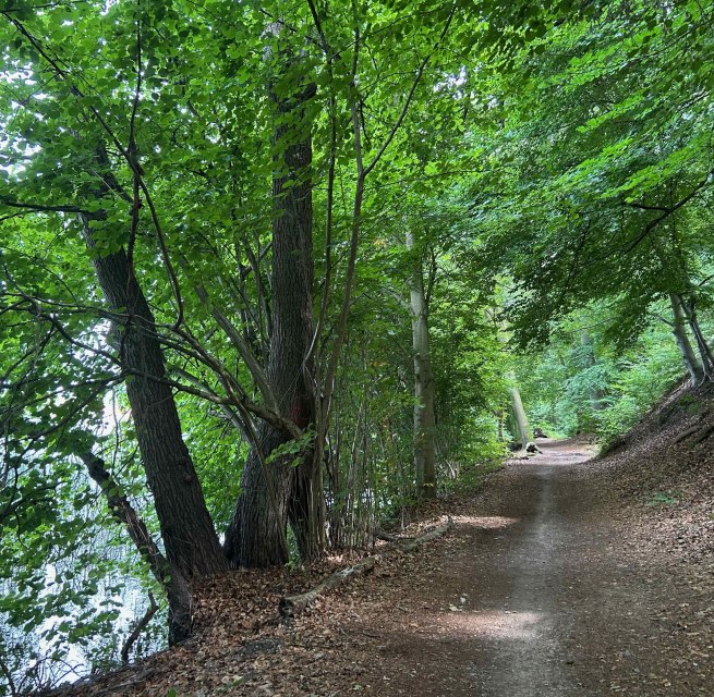 Waldweg am Schweriner See zwischen Zippendorf und Muess // © BUND-MV Waldweg am Schweriner See zwischen Zippendorf und Muess // © BUND-MV