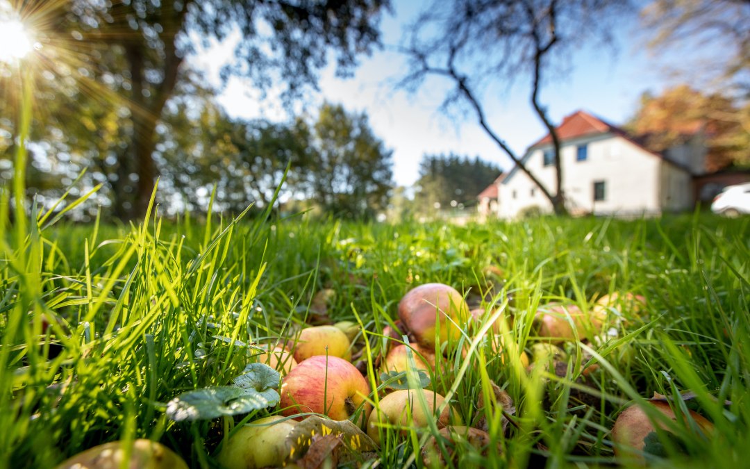 Orchard meadow in the manor house, © Florian Foest