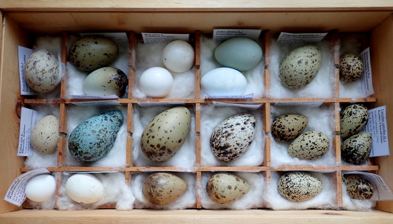 Fig. 1_Collectie Zimmermann, &copy; Natureum