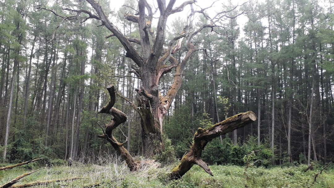 Umbrella oak, © Angela Pfennig